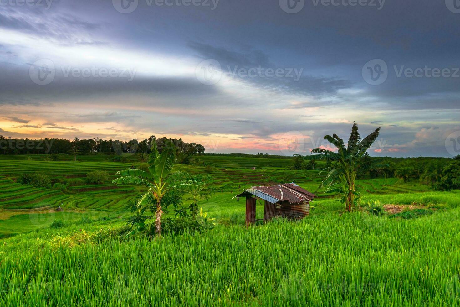 beautiful-morning-view-indonesia-panorama-landscape-paddy-fields-with-beauty-color-and-sky-natural-light-photo
